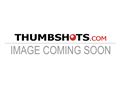 Puppies for sale from http://www.bushbugs.nu