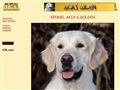 Puppies for sale from http://www.golden.dk/