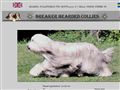 Puppies for sale from http://www.breakerbeardies.se