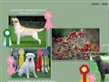 Puppies for sale from http://www.seabirdskennel.se/joomla/index.php?option=com_content&view=category&layout=blog&id=9&Itemid=27&ei=Axy9SdGFHIG0sAPhm6CeAg&sa=X&oi=translate&resnum=28&ct=result&prev=/search?q=kennel++valpar&hl=en&lr=&num=100