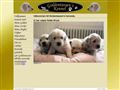 Puppies for sale from http://www.goldentassen.se/public/valpar.htm