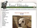 Puppies for sale from http://kildespring.com