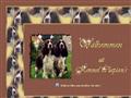 Puppies for sale from http://www.kennelclapton.com