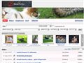 Puppies for sale from http://www.hundmarknad.com/default.asp?page=sale