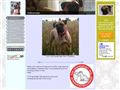 Puppies for sale from http://www.kennel-aalokkeskov.dk/2435865