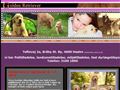 Puppies for sale from http://www.golden-retriever.dk/