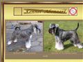 Puppies for sale from http://www.aboneart.dk/renlighed.htm