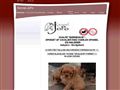 Puppies for sale from http://www.kennel-jopo.dk/?id=59440
