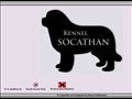 Puppies for sale from http://www.socathan.dk/sites/main.php?page=kennelen