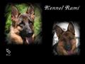 Puppies for sale from http://www.kennelrami.com/rami/index.php?option=com_easygb&Itemid=53&limit=30&limitstart=30