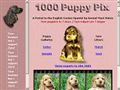Puppies for sale from http://www.cocker.nu